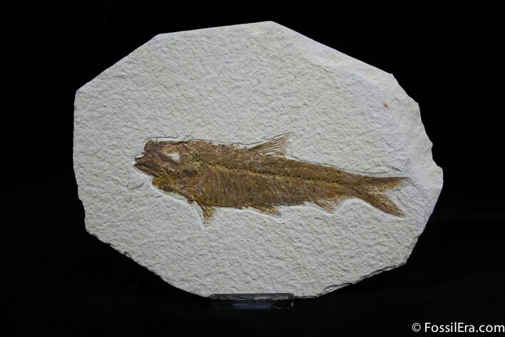 Large Inch Knightia Fossil Fish #800